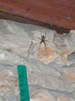 Rather large spider